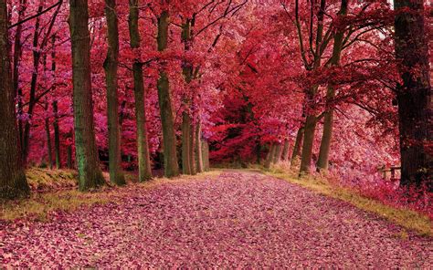 fall background pink|pink fall background wallpaper.